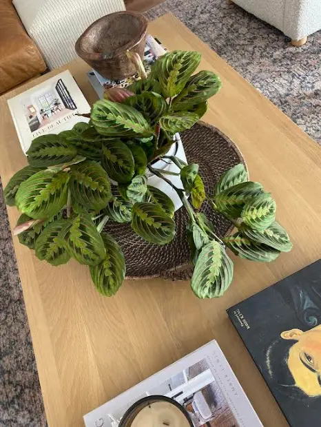 Plant on a coffee table